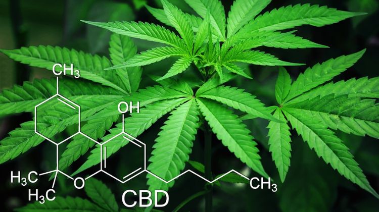 difference between hemp and cbd