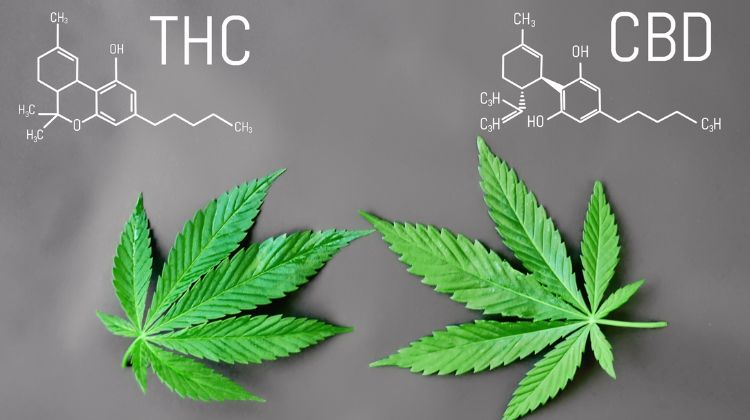 differences between cbd and thc